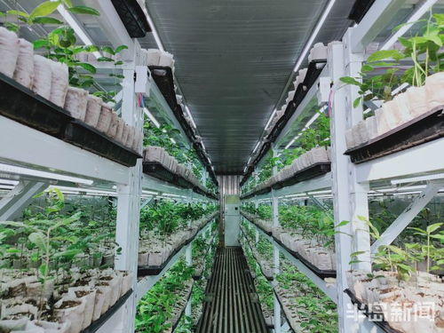 第一風(fēng)口 | 植樹造林用上物聯(lián)網(wǎng)技術(shù) 上市青企科技助力，綠色產(chǎn)業(yè)突圍正當(dāng)時